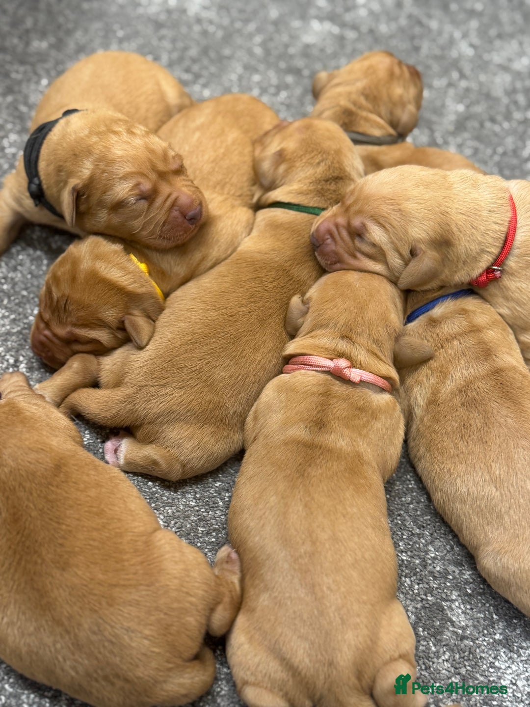 Labrador Retriever dogs for sale: Gorgeous KC Fox Red Labradors 🦊  - Image 9