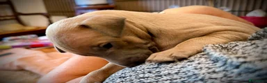 Italian Greyhound 2