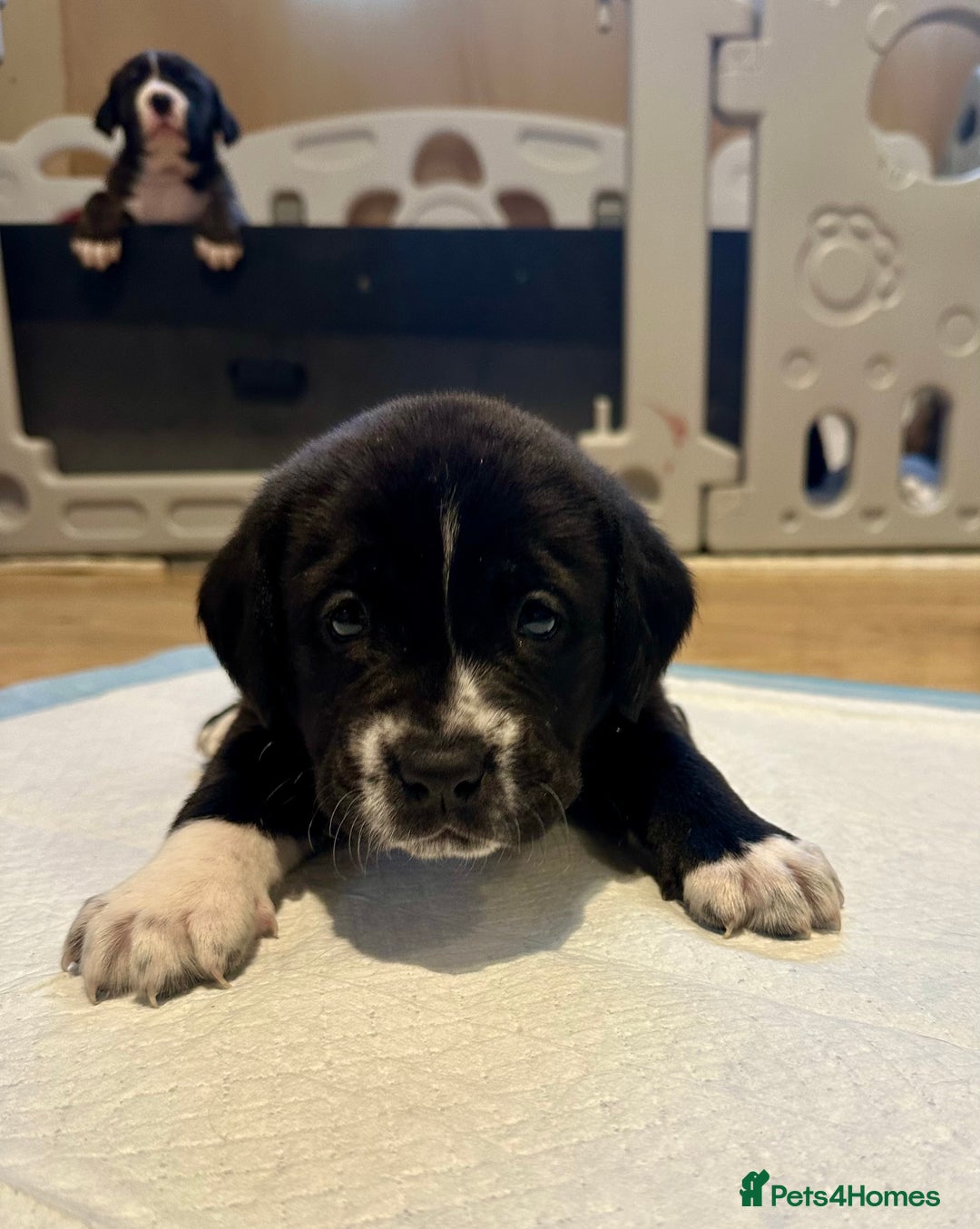 Mixed Breed dogs for sale: Lab- Cane Corso Puppies Looking for Loving Homes - Advert 14