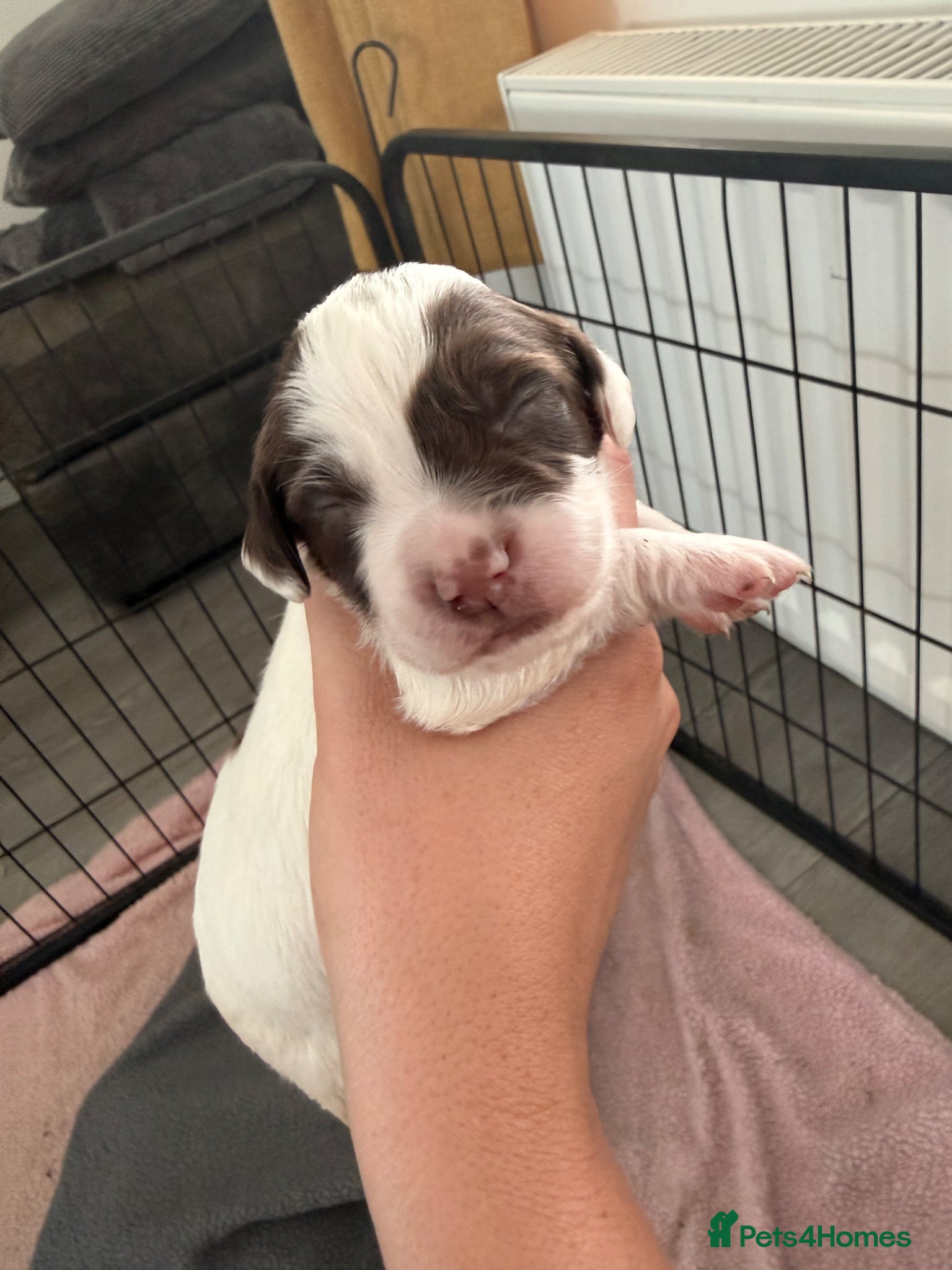 English Springer Spaniel dogs for sale: Kc registered English springer spaniel puppies  in Ryton - Advert 6