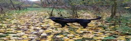Labrador Retriever dogs for sale: WORKING BLACK LABRADOR PUPPIES-DRAKESHEAD LINE - Advert 10