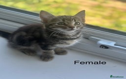 Mixed Breed cats for sale: Selling 3 beautiful kittens which are 7 weeks old  - Image 7