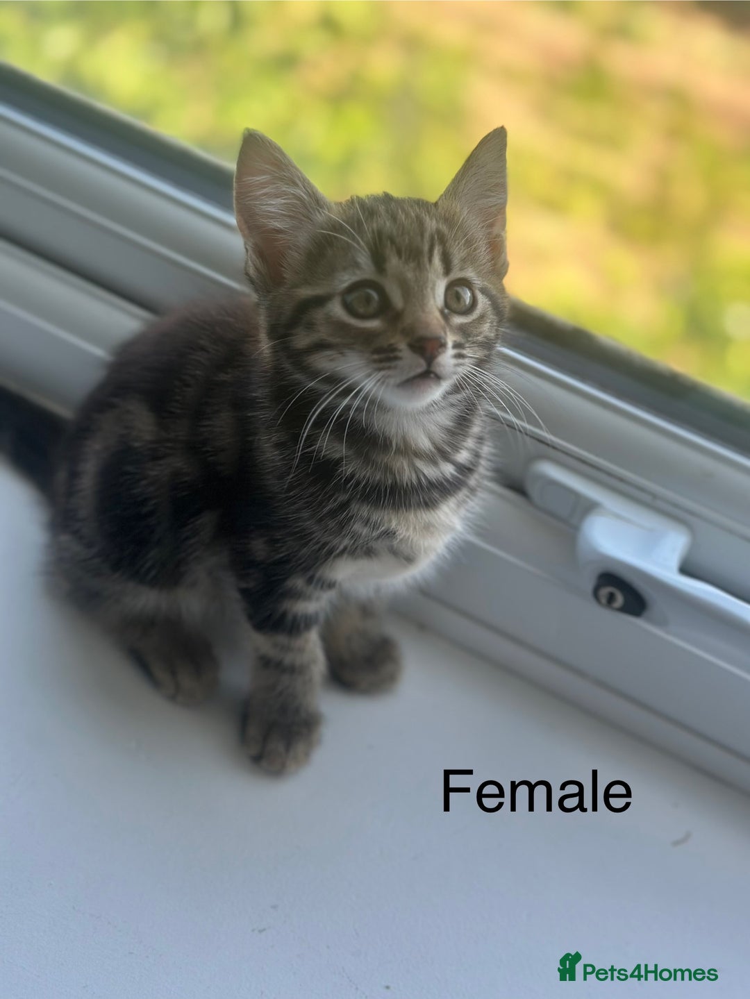 Mixed Breed cats for sale: Selling 3 beautiful kittens which are 7 weeks old  - Image 7