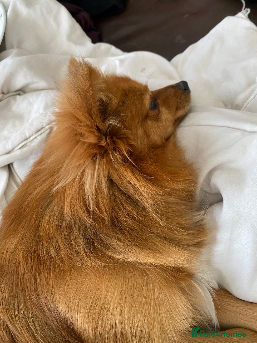 Pomeranian dogs for sale: Lovely dog for sale  - Image 4