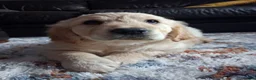 Golden Retriever dogs for sale: 1 KC girl ready for a new home! - Advert 9