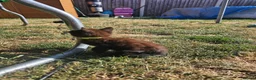 Mixed Breed cats for sale: 2 female kittens  - Advert 2