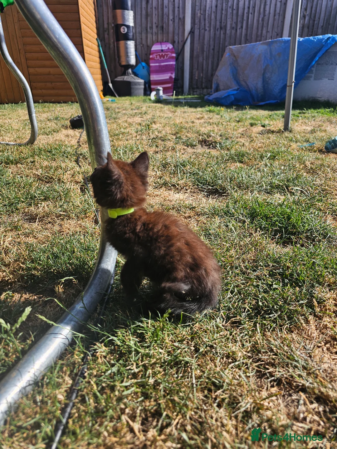 Mixed Breed cats for sale: 2 female kittens  - Advert 2