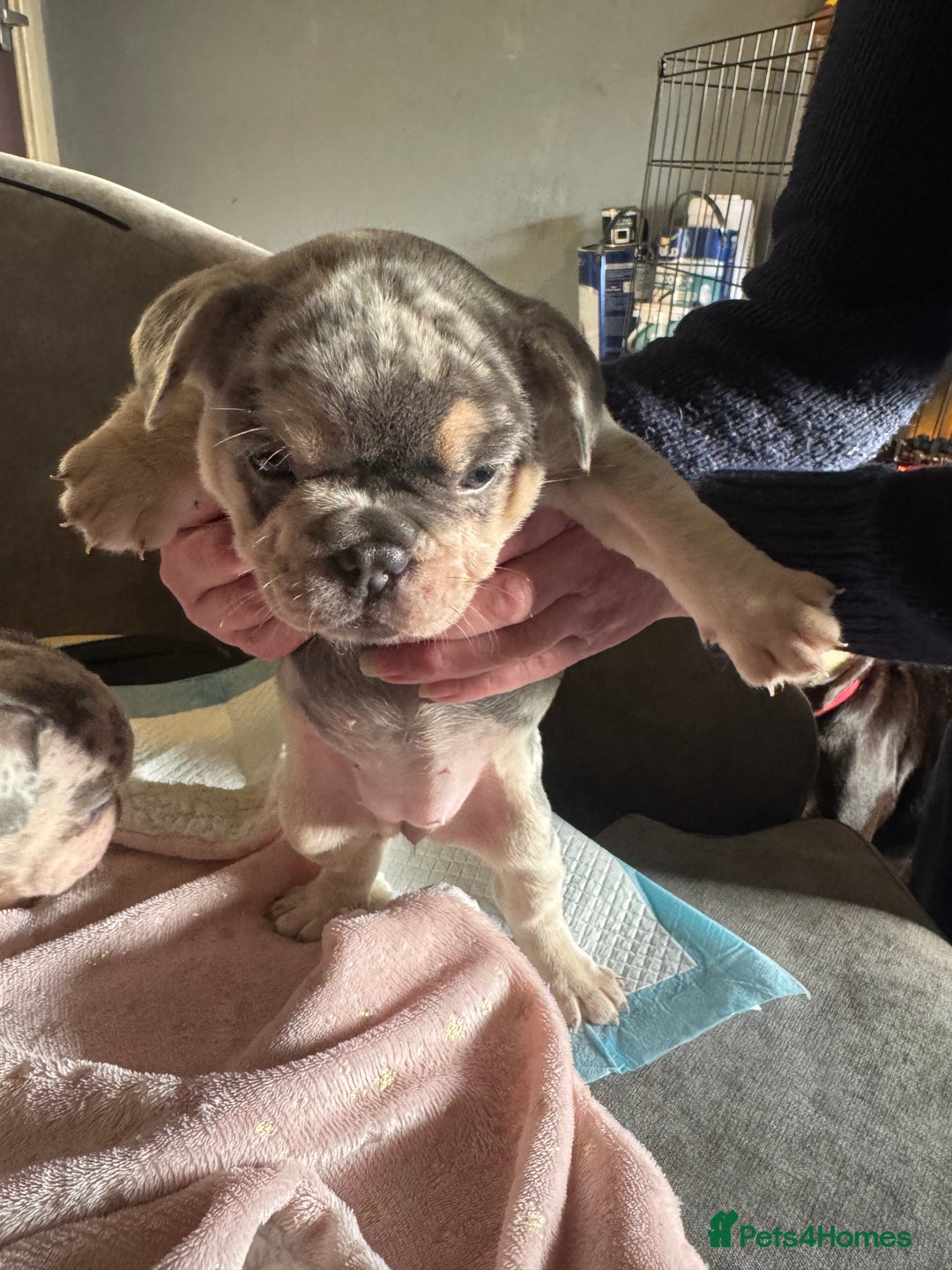 French Bulldog dogs for sale: 🐶 Stunning Merle Lilac Fawn French Bulldogs - Advert 12