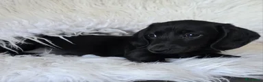 Miniature Dachshund 2