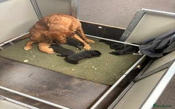 Labrador Retriever dogs for sale: Gorgeous Working Labrador Pups AVAILABLE NOW! - Image 5