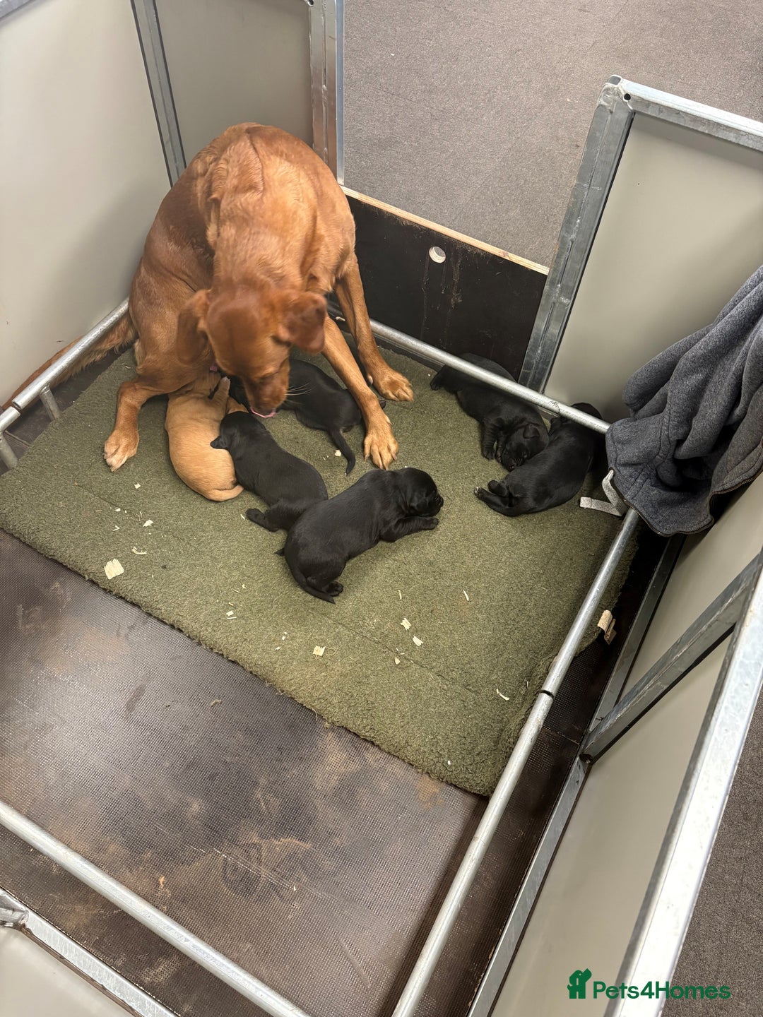 Labrador Retriever dogs for sale: Gorgeous Working Labrador Pups AVAILABLE NOW! - Image 5