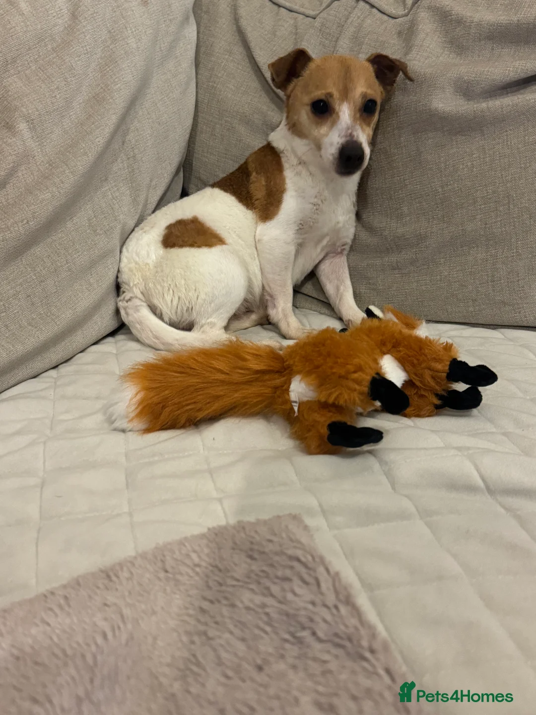 Jack Russell dogs for sale: Jack russel - Advert 4
