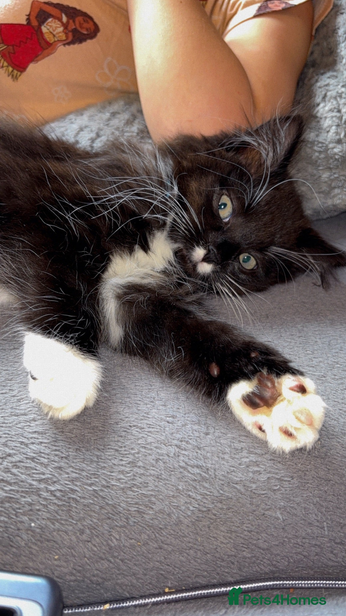 Mixed Breed cats Binx for sale  - Advert 4