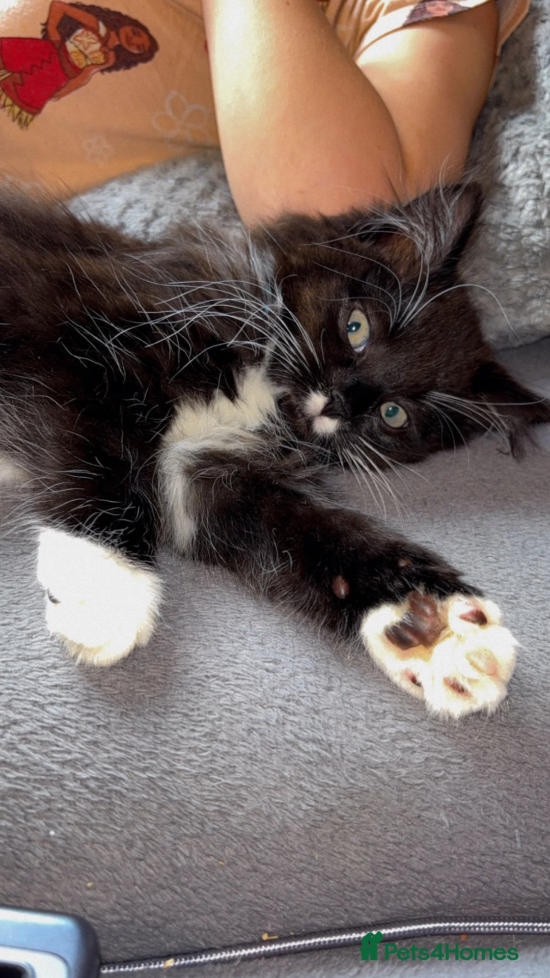Mixed Breed cats for sale: Binx for sale  - Advert 2
