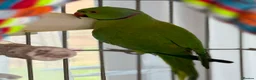 Ringnecks birds for sale: Beautiful Indian Ringneck Parakeet – 1.5 years old - Advert 4