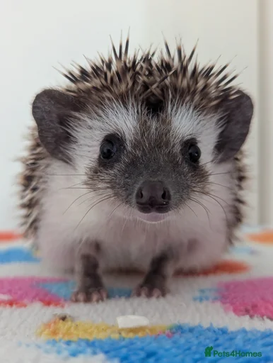 Gallery Image {{count}}