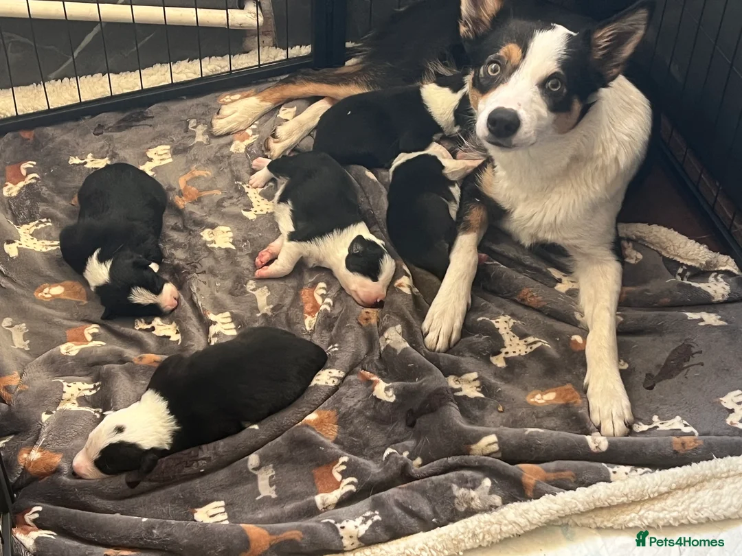 Border Collie dogs for sale: Two dog pups from working dogs  - Advert 7