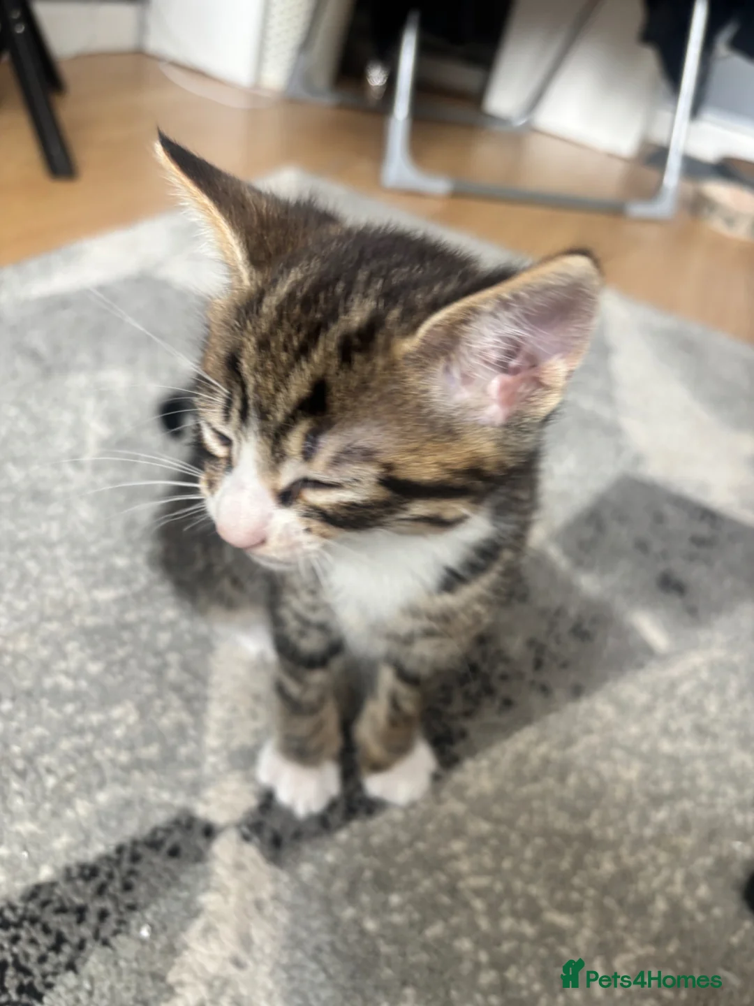 Mixed Breed cats for sale: 3 Pretty Kitties in Crawley - Advert 5