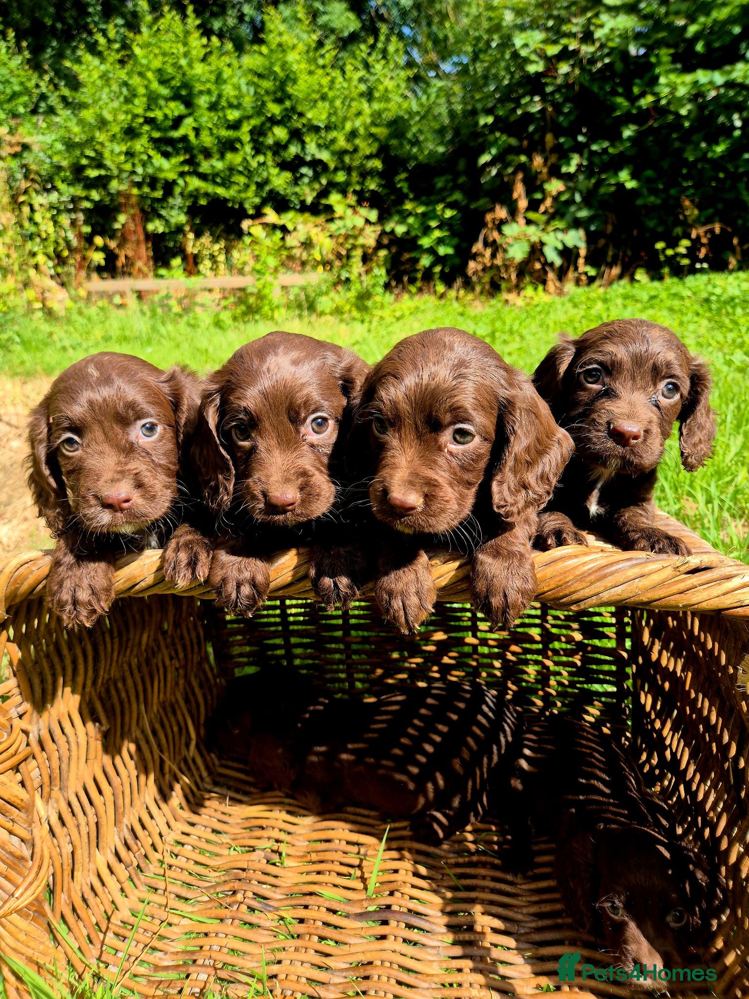 Cocker Spaniel dogs Cocker spaniel puppies - Advert 1