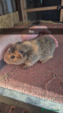 Guinea Pig rodents - Advert 9