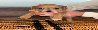 Jackapoo Puppy 4