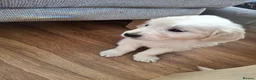 Golden Retriever dogs for sale: Golden Retreiver Puppies  - Advert 4