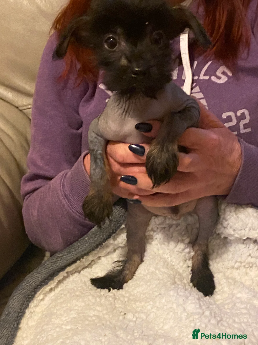 Chinese Crested dogs for sale: 5 Baby Chinese Crested Seeking Their Forever Homes - Advert 10