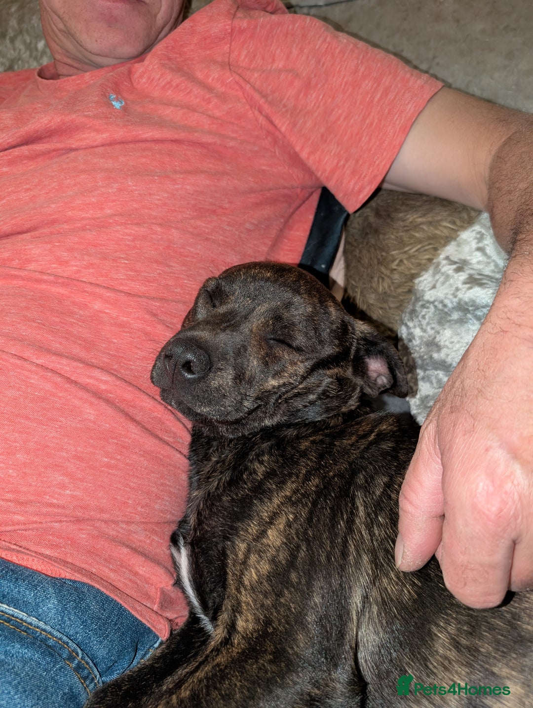 Mixed Breed dogs for sale: Beautiful 9month old looking for forever home in Brighton - Image 2