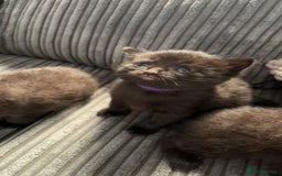 Mixed Breed cats for sale: Beautiful black kittens for sale  - Image 12