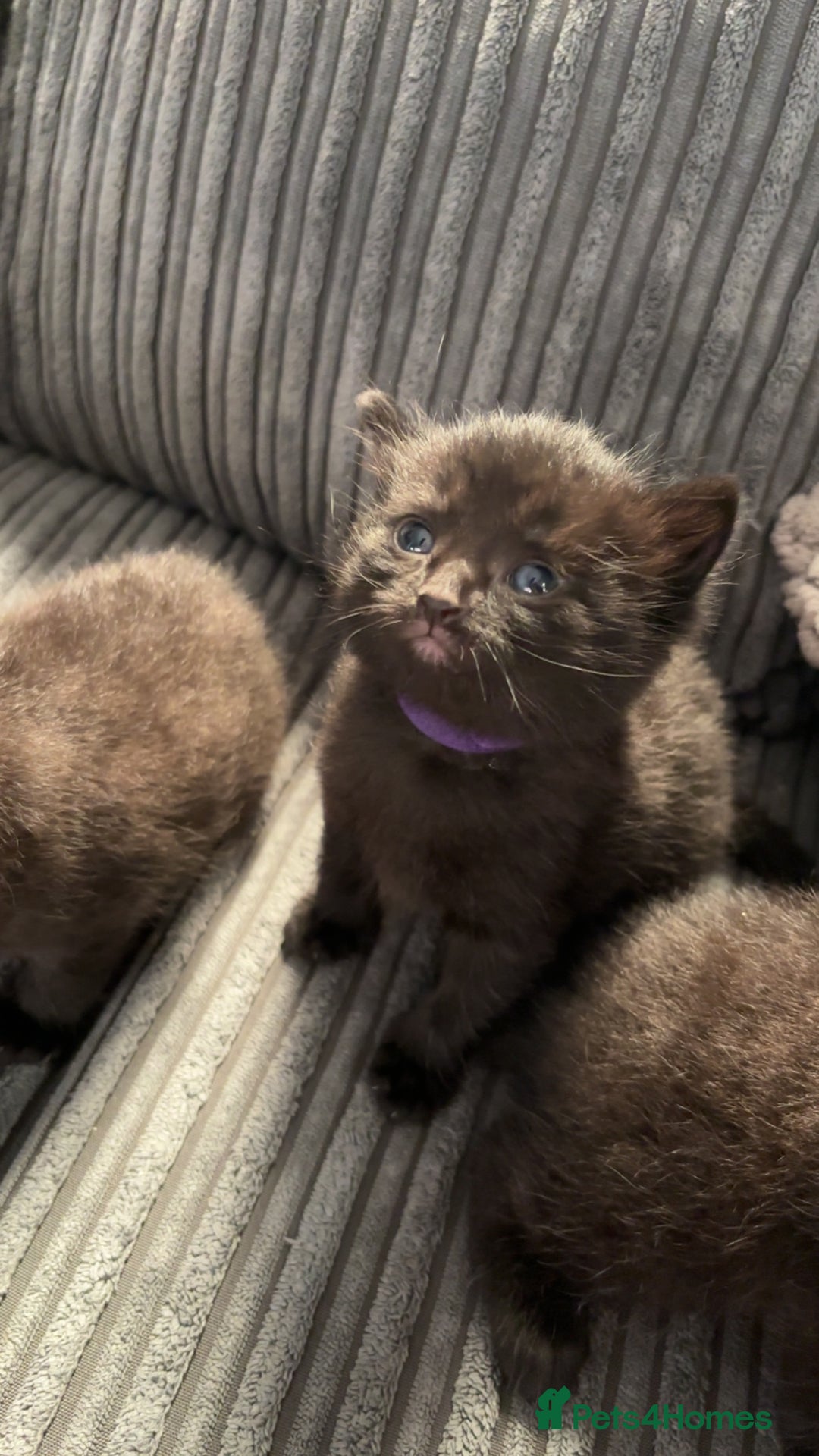 Mixed Breed cats for sale: Beautiful black kittens for sale  - Image 12