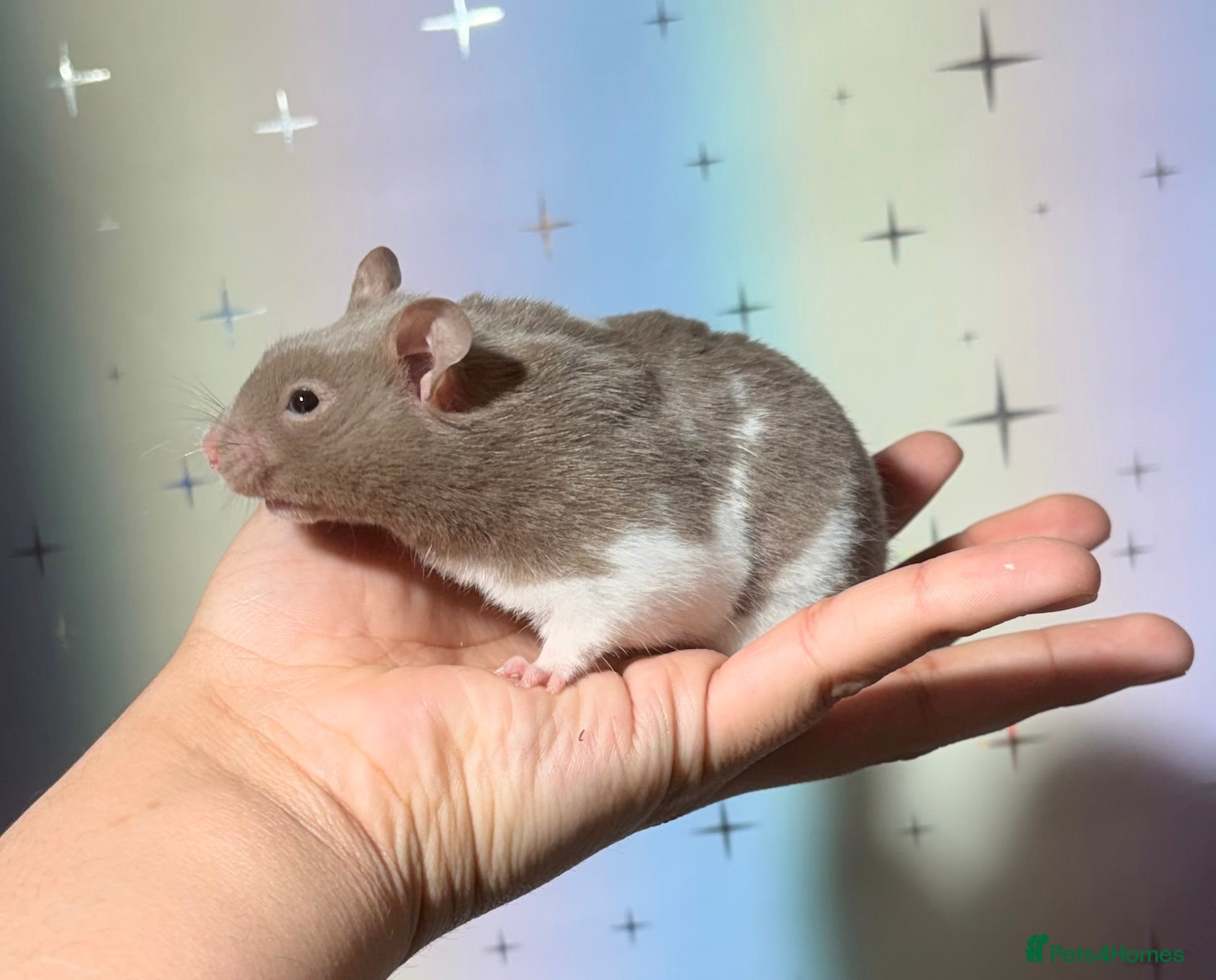 Hamster rodents BABY TAME PEDIGREE SYRIAN HAMSTERS  - Advert 5