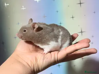 Hamster rodents BABY TAME PEDIGREE SYRIAN HAMSTERS - Advert 5