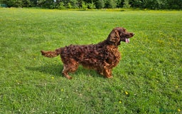 Irish Setter dogs for stud: KC REGISTERED IRISH SETTER FOR STUD  - Image 4