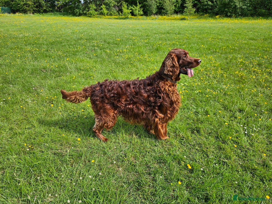 Irish Setter dogs for stud: KC REGISTERED IRISH SETTER FOR STUD  - Image 4