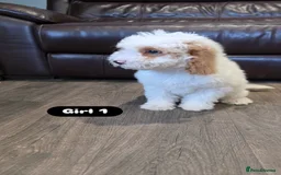 Cockapoo dogs for sale: Adorable Cockapoo pups 🦴🐾 - Image 8