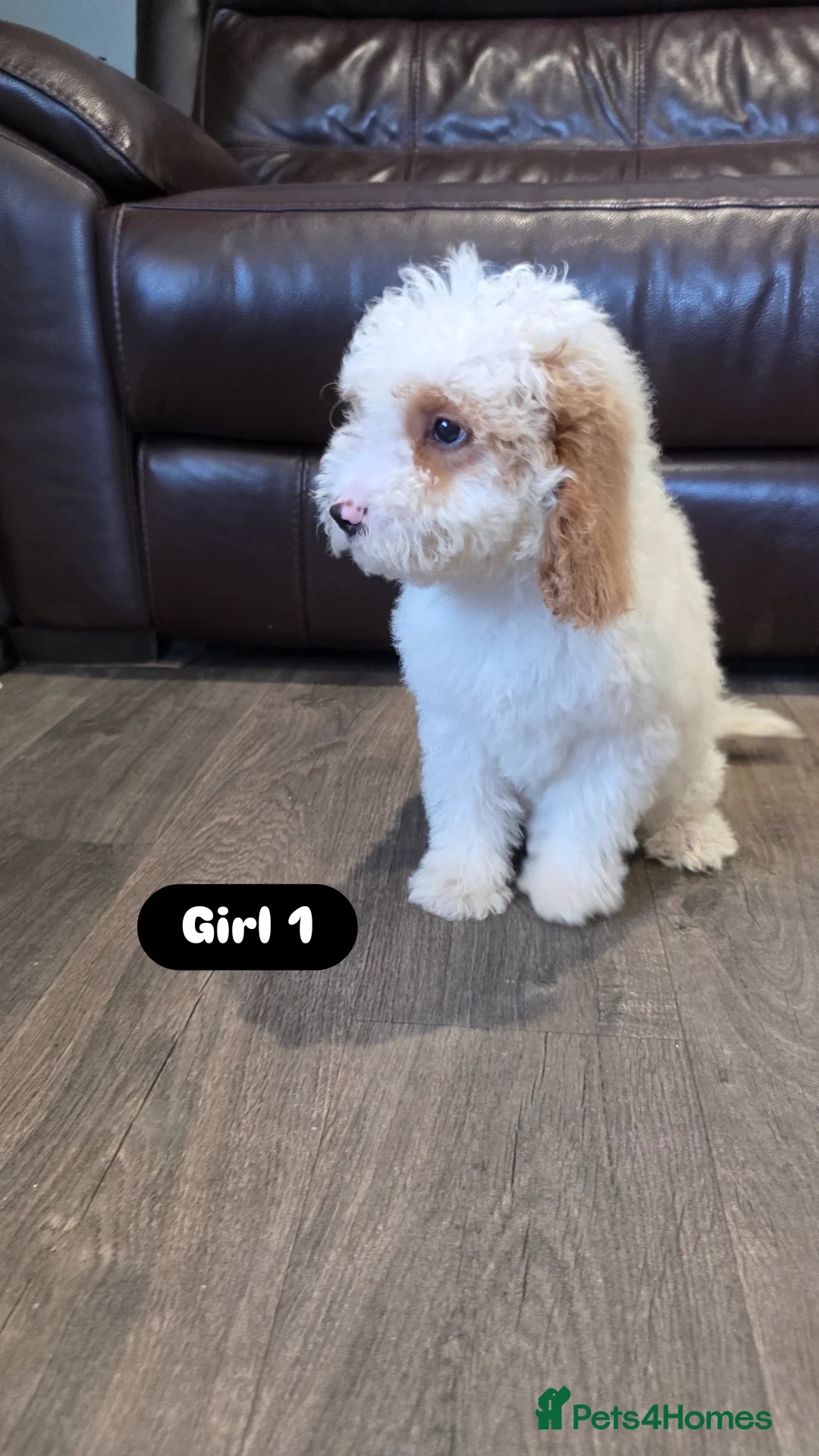 Cockapoo dogs for sale: Adorable Cockapoo pups 🦴🐾 - Image 8