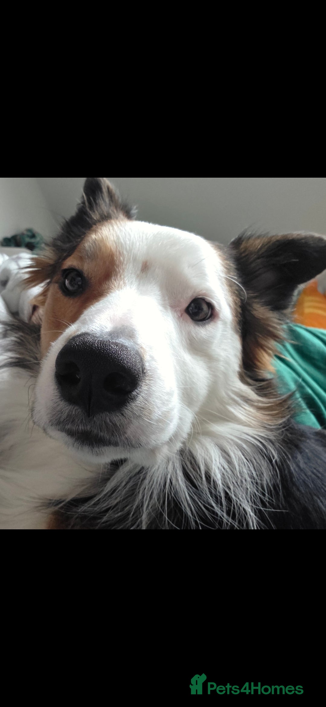 Border Collie dogs for sale: Beautiful tri colour border collie pups  - Advert 3