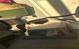 Domestic Shorthair cats for sale: 2 year old male cat - Image 16
