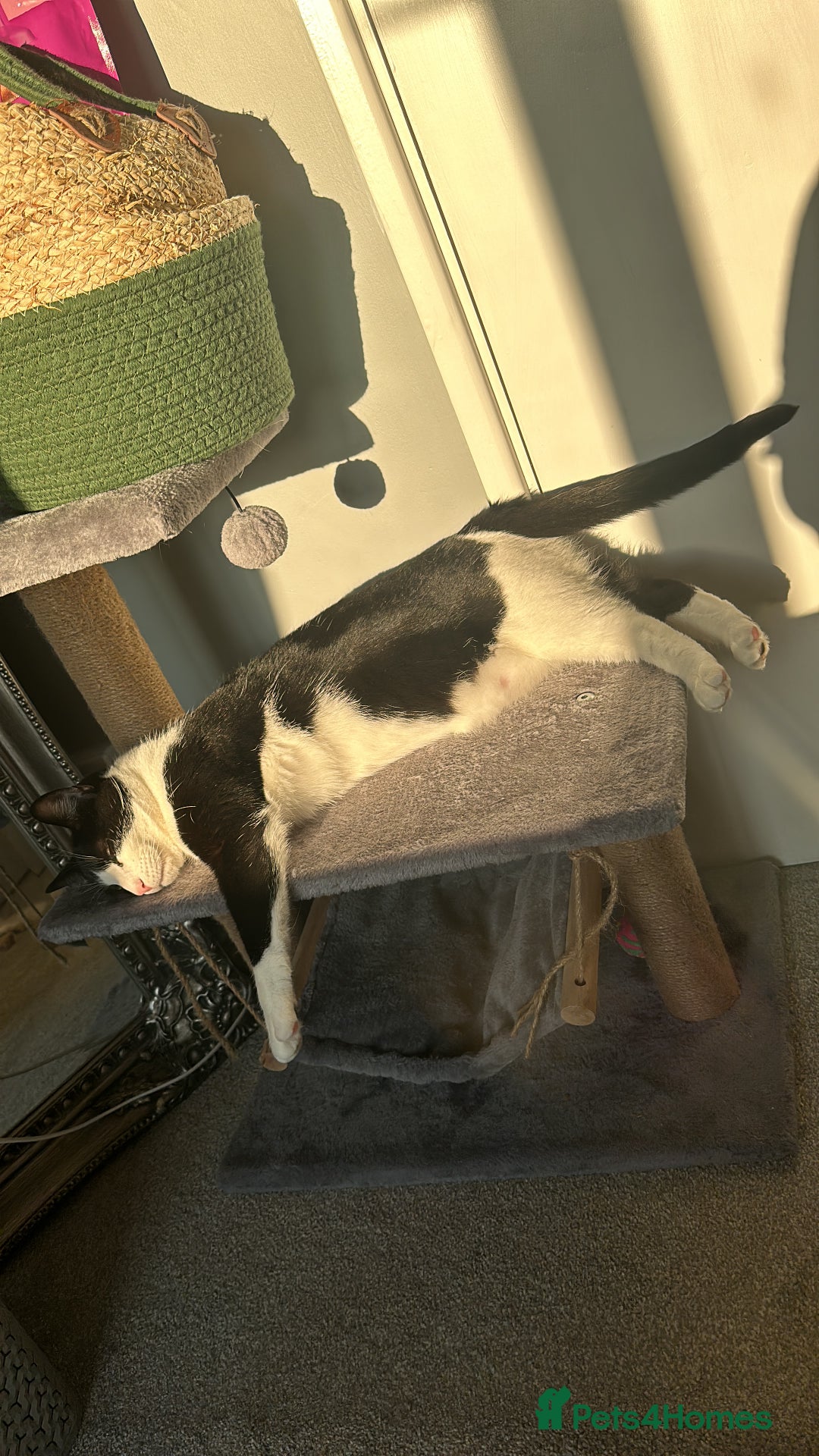 Domestic Shorthair cats for sale: 2 year old male cat - Image 16