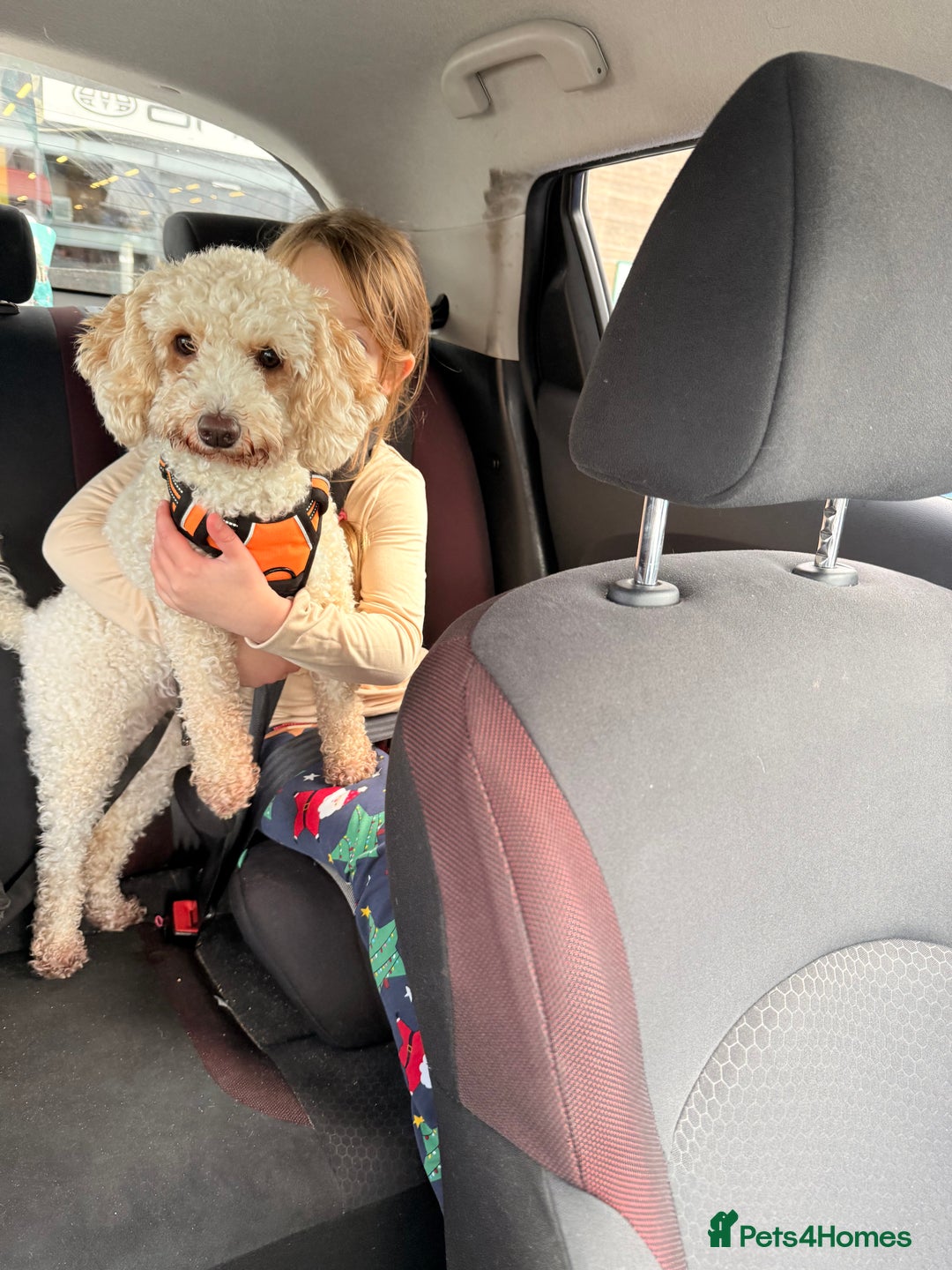 Cavapoochon dogs for sale: Female Cavapoochon - Advert 1