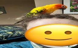 Conures birds for sale: Sun Conure pair  - Image 18