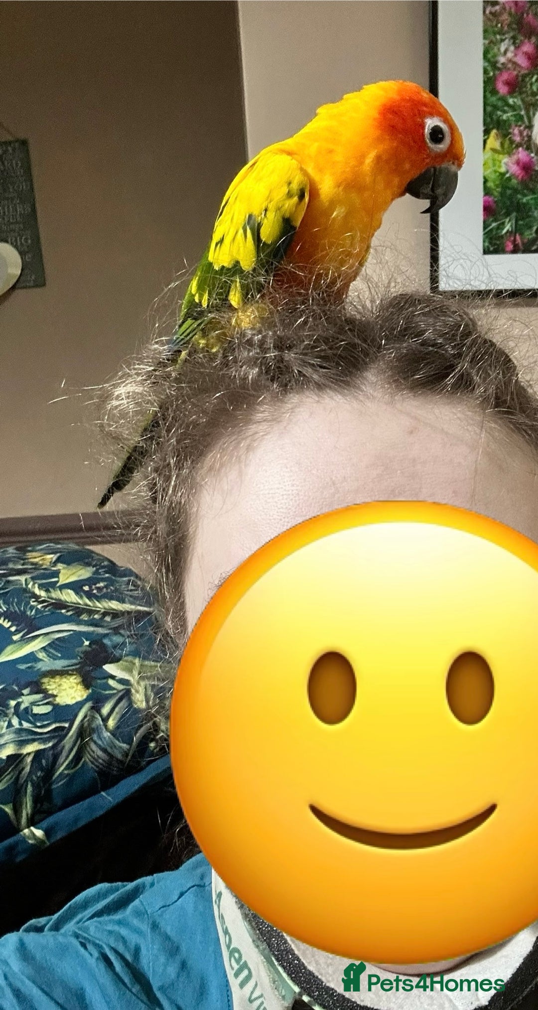 Conures birds for sale: Sun Conure pair  - Image 18