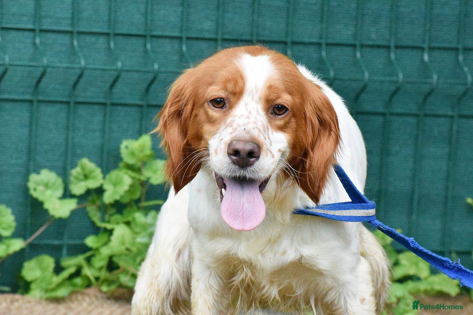 Brittany Spaniel dogs for adoption: Xara  in Consett - Advert 1