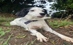 Mixed Breed dogs for adoption: Spotty - Norwich Norfolk  - Image 12