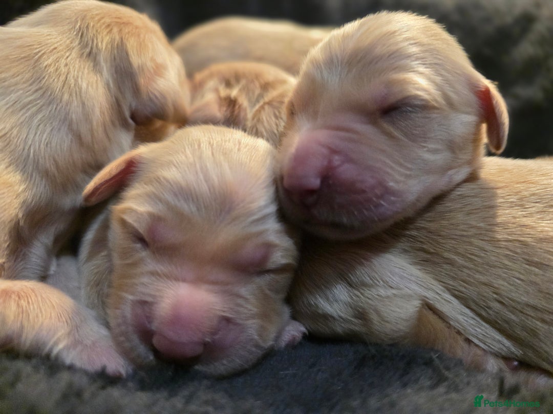 Golden Retriever dogs for sale: Beautiful and Loving Golden Retriever Puppies 🐶  - Advert 3