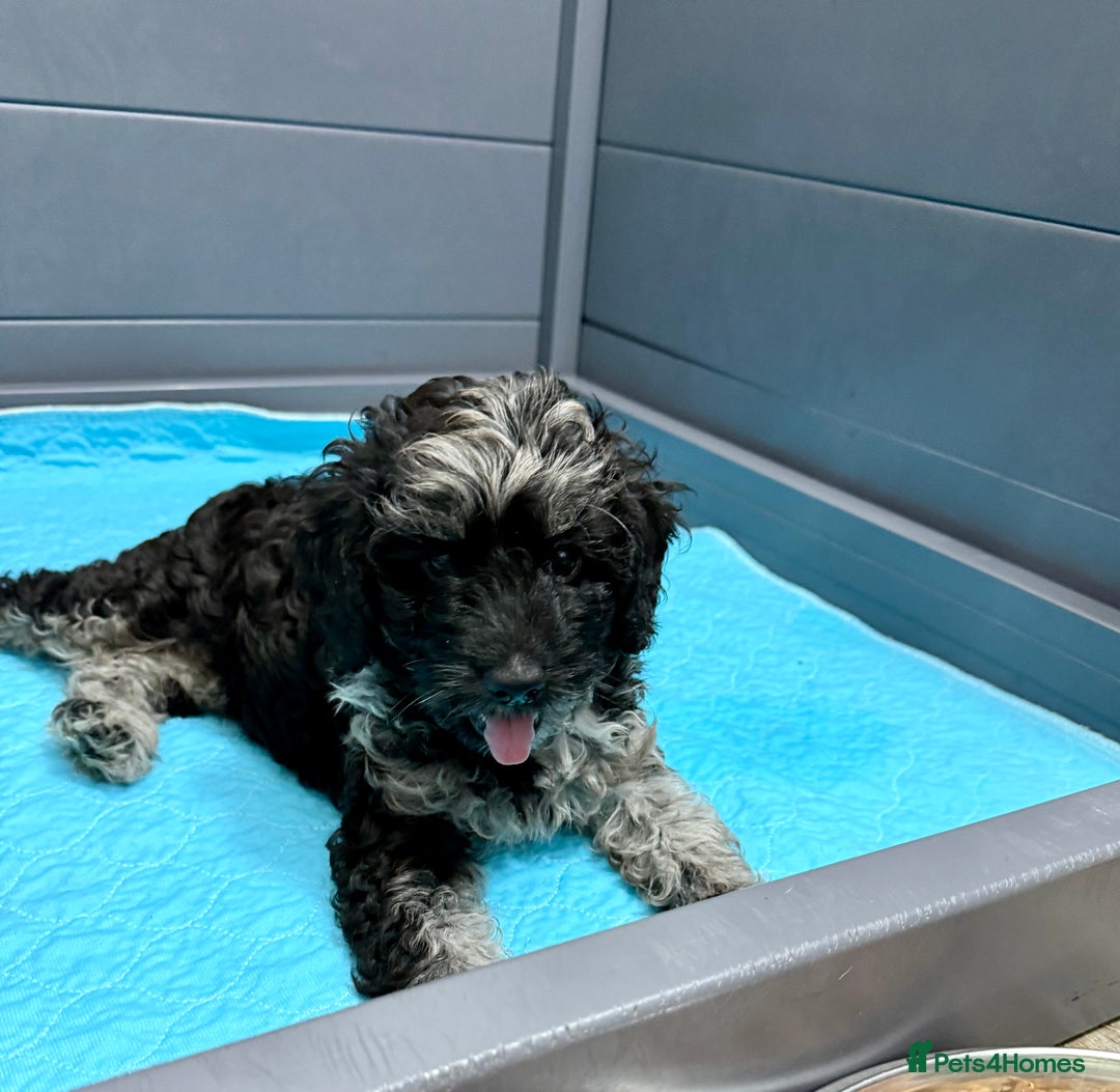 Cavapoo dogs for sale: READY NOW! Adorable Phantom F1b Cavapoo puppies  - Image 34