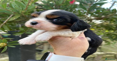 Cavalier King Charles Spaniel dogs Adorable Quality Cavalier puppies  - Advert 5