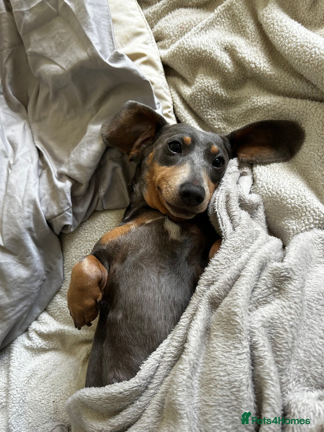 Miniature Dachshund dogs for sale: Stunning Mini Dachshund Puppies - Image 9