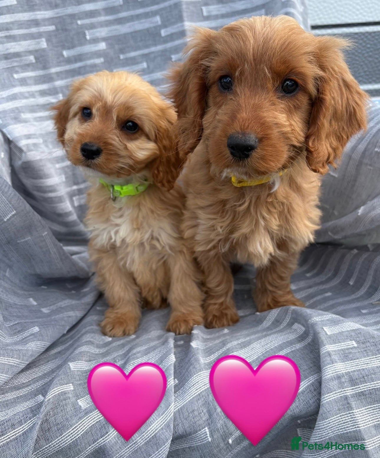Cockapoo dogs Cockerpoo  - Advert 1