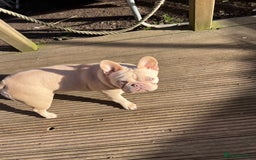 French Bulldog dogs for sale: French bulldogs full fluffy  - Image 8